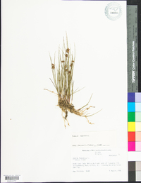 Juncus nodosus image